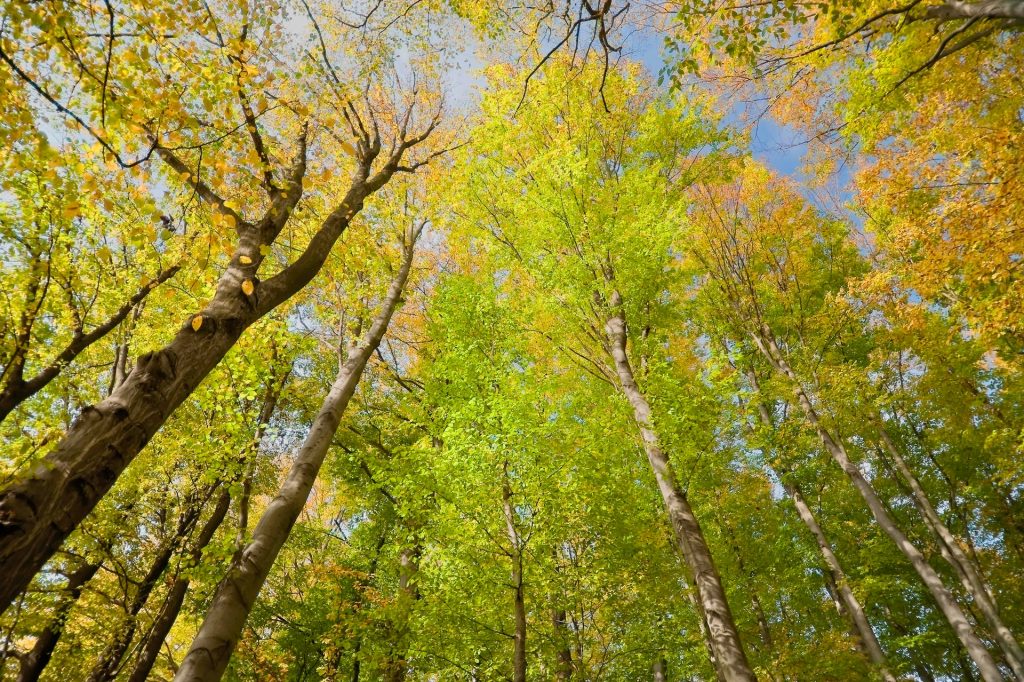 Philippe Riou Nivert forêt