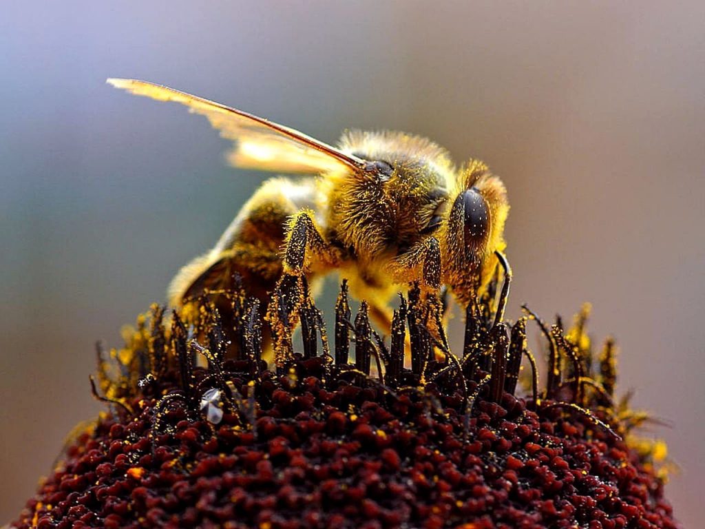 petition citoyenne sauver abeilles union europeenne - ZeGreenWeb