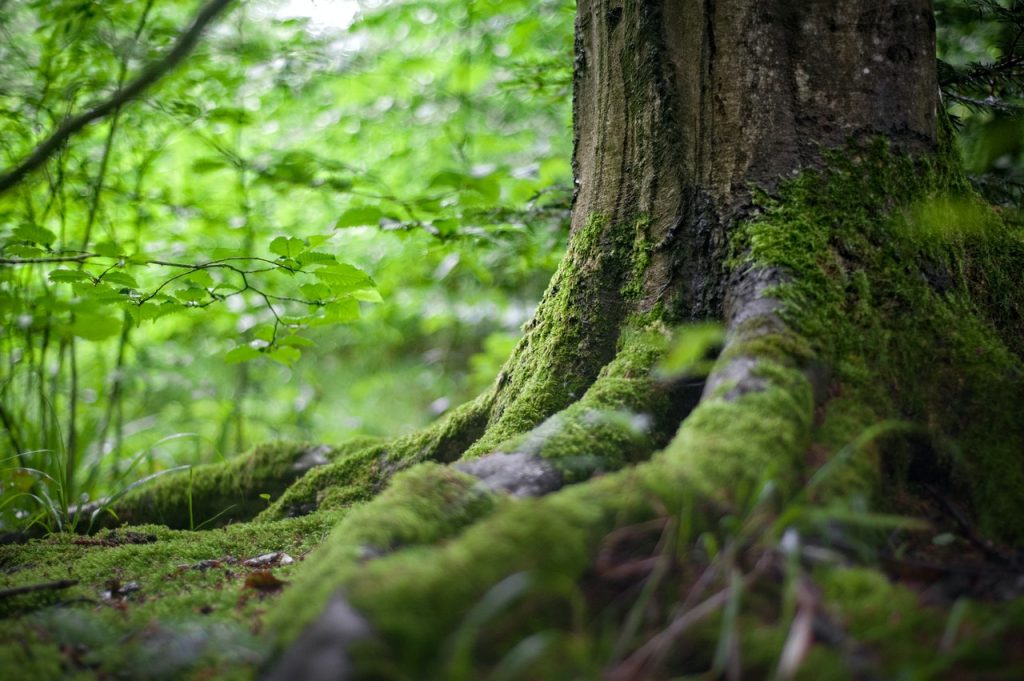 « Aujourd’hui, il n’y a pas de climatosceptiques dans le milieu forestier »