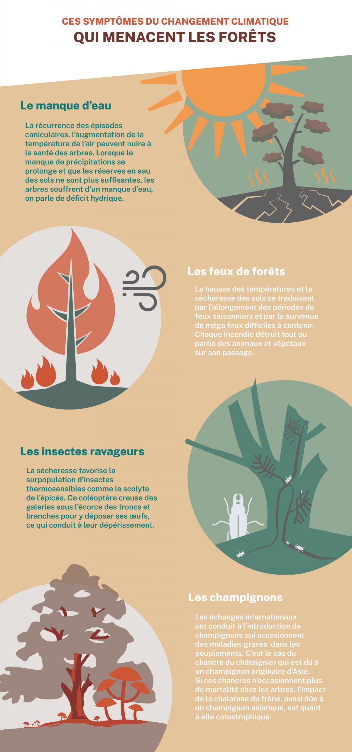 Infographie - Ces symptômes du changement climatique qui menacent les forêts 