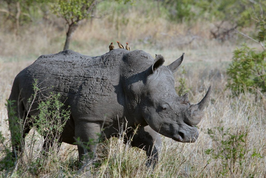 obligation rhino préservation