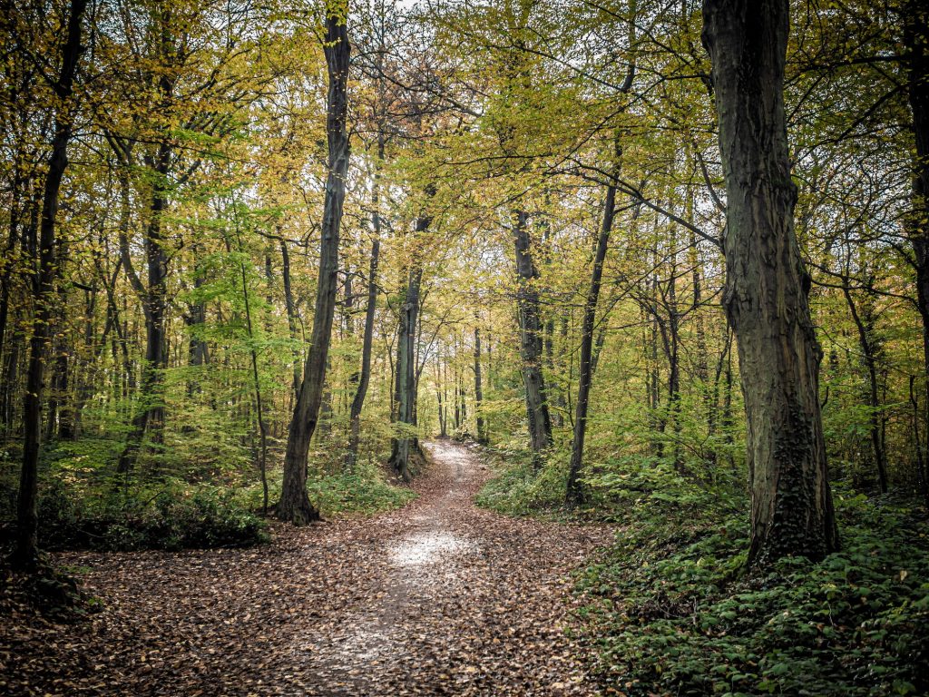 forêts-chemin