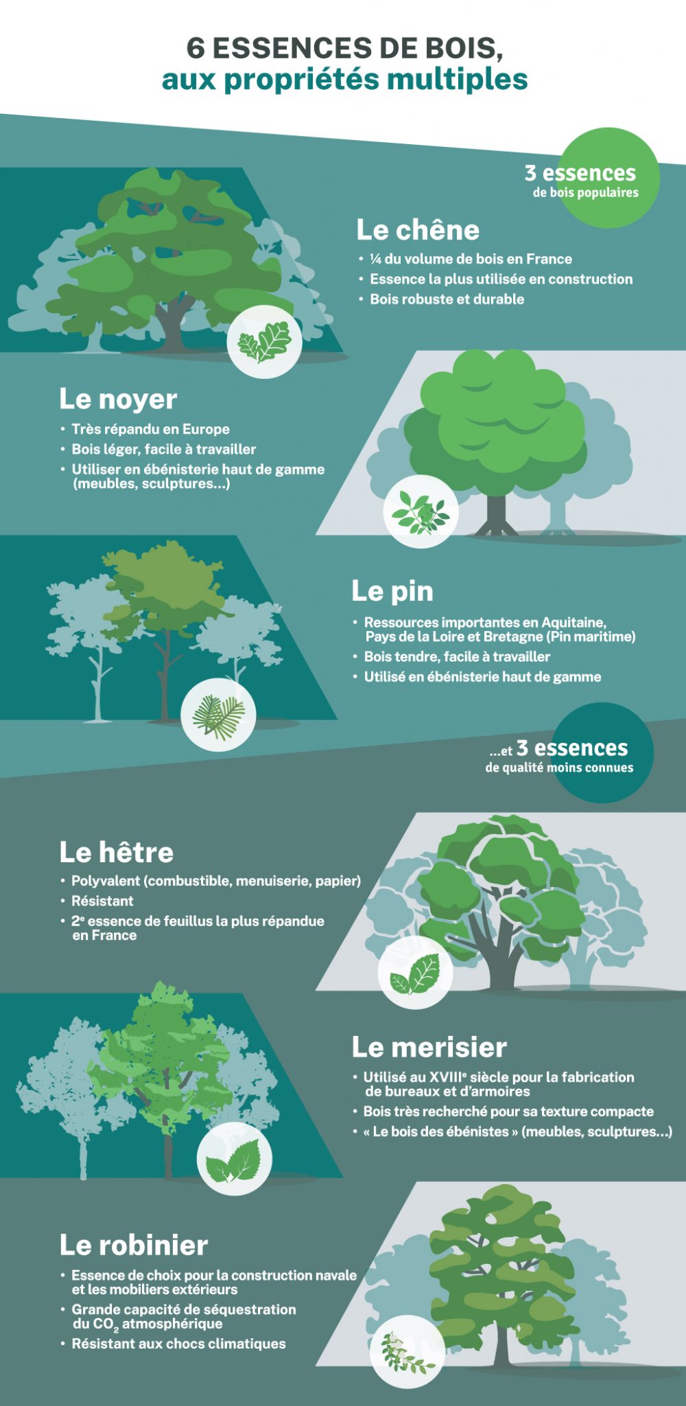 [Infographie] 6 essences de bois aux propriétés multiples