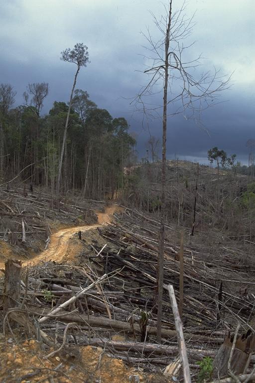 bresil deforestation 3 alertes traitees autorites locales selon ong - ZeGreenWeb