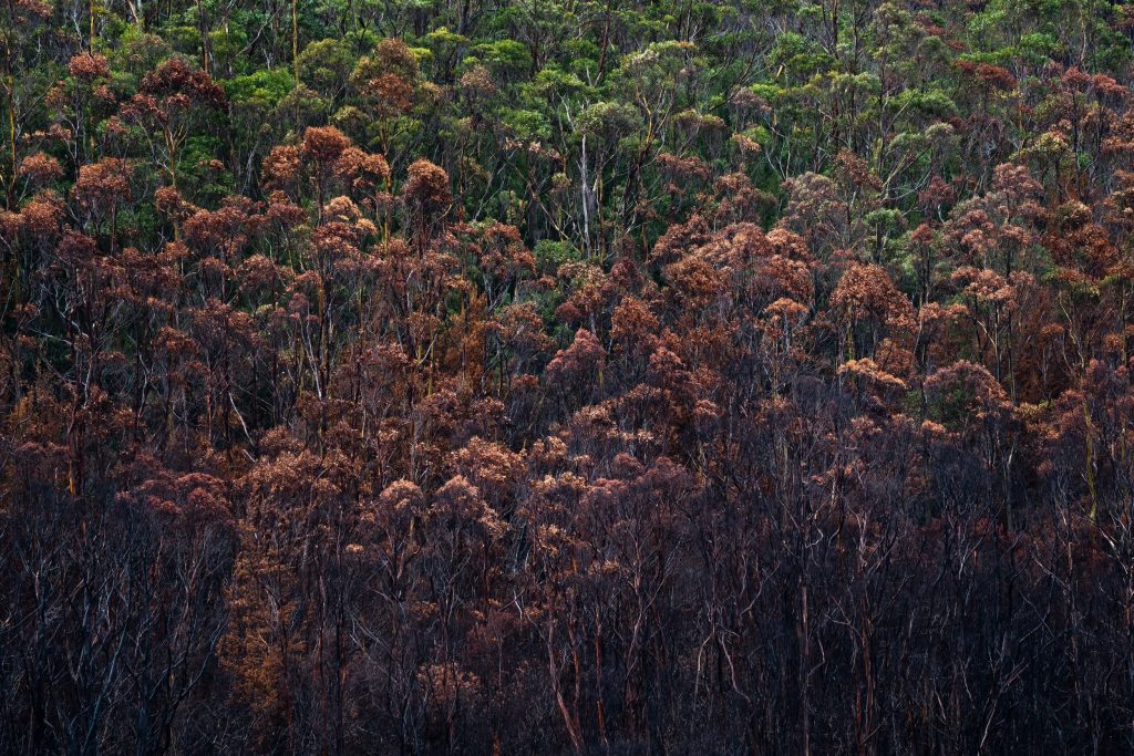 forêts-mieux-armées-contre-le-changement-climatique