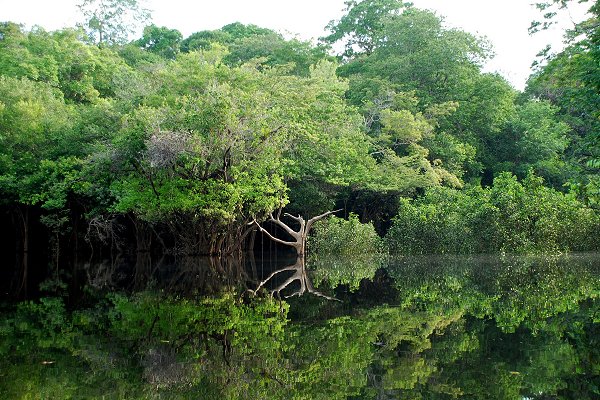 amazonie destruction irreversible foret - ZeGreenWeb