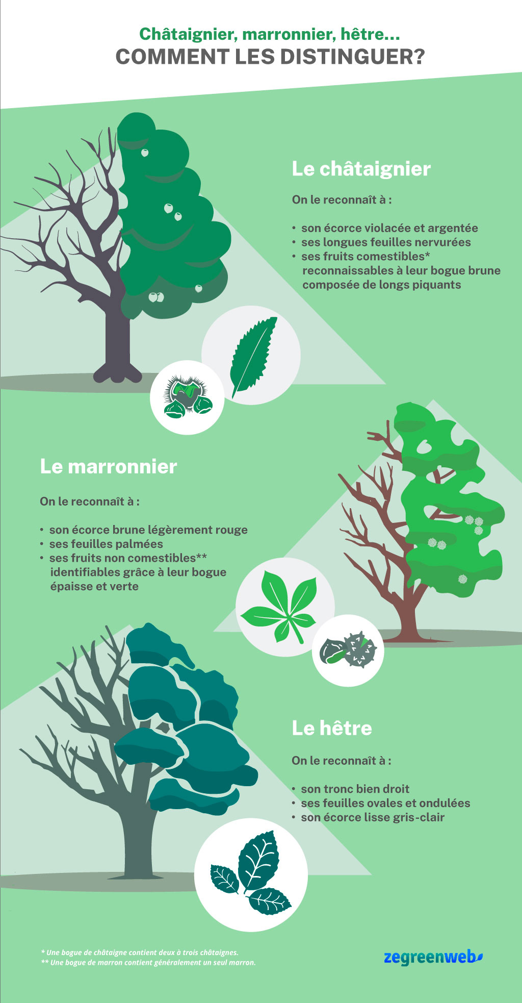 marronnier hêtre châtaignier infographie