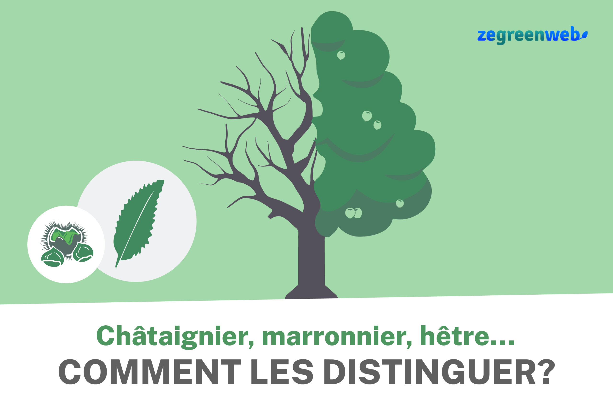 Châtaignier, marronnier, hêtre… Comment les distinguer — free download