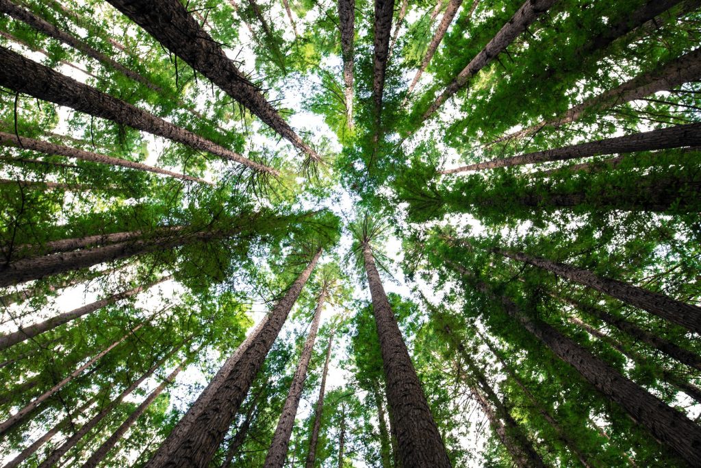 aux arbres citoyens