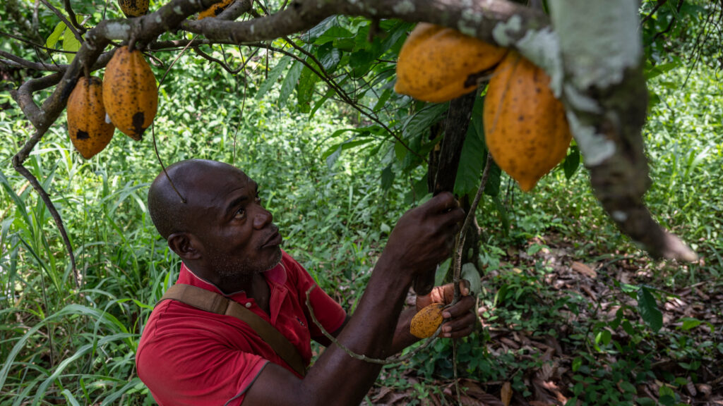 cacao