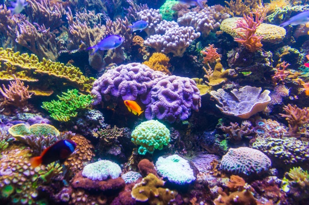 microbiome recifs coralliens pacifique - ZeGreenWeb