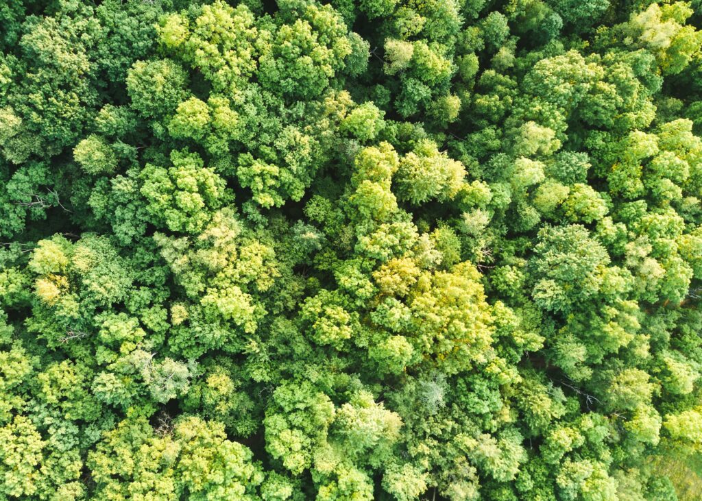 Journée internationale des forêts