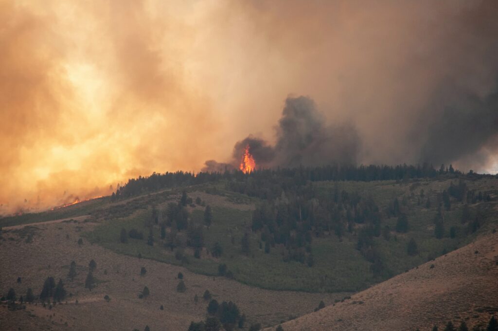 forêt-incendie