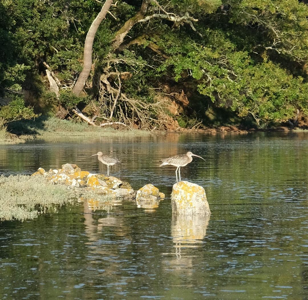 Un courlis cendré, photographié sur la rivière de Crac'h
