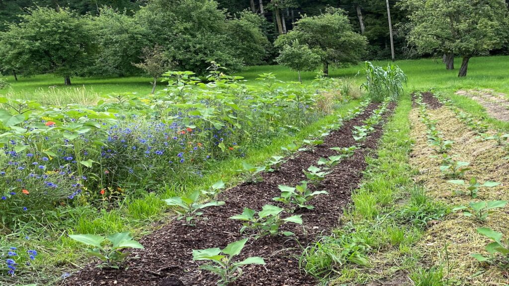 Paysage agricole durable avec cultures variées et arbres pour la préservation des sols et du climat.