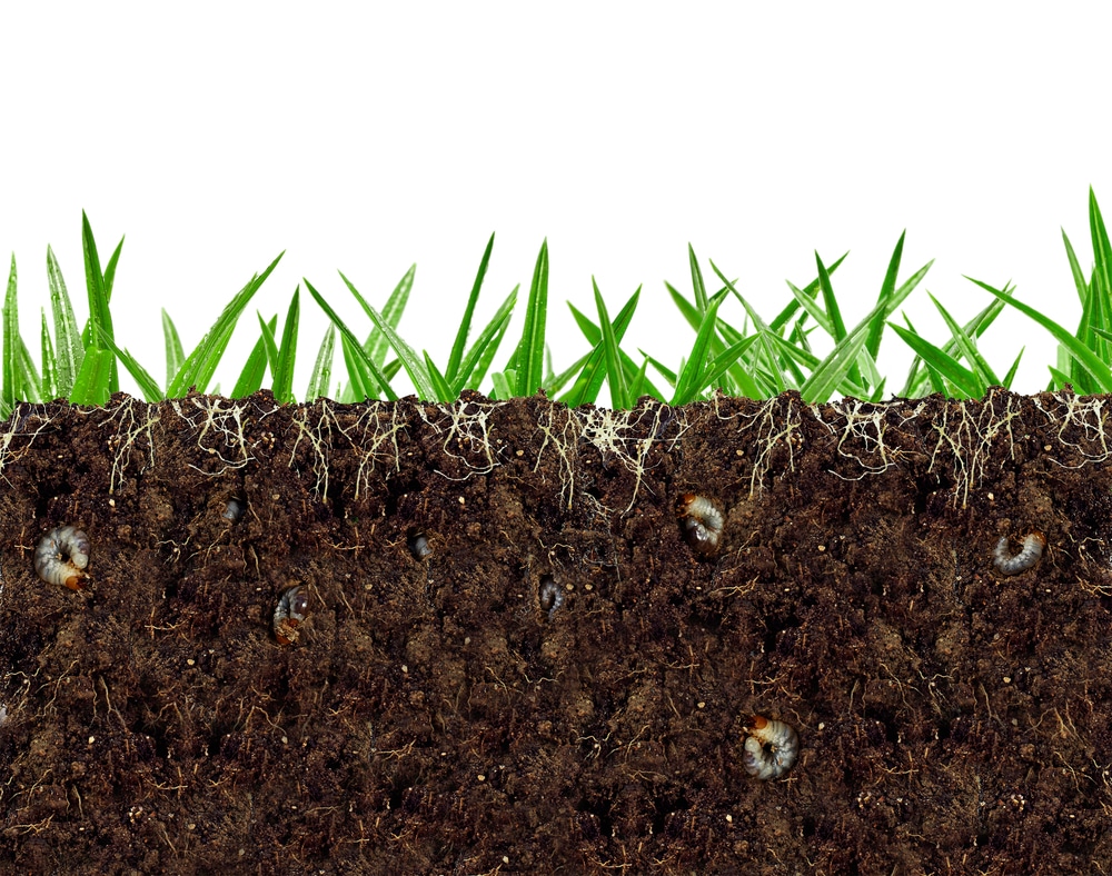 Vue en coupe d’un sol fertile, avec micro-organismes et racines favorisant la biodiversité souterraine.