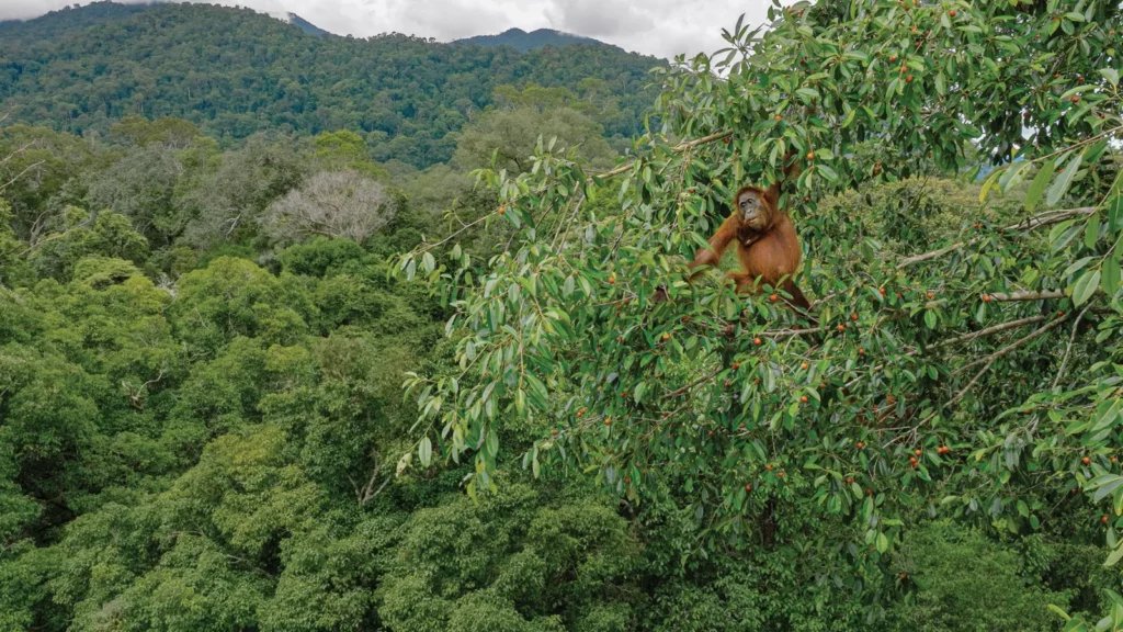 Écosystème naturel riche en biodiversité affecté par le changement climatique.