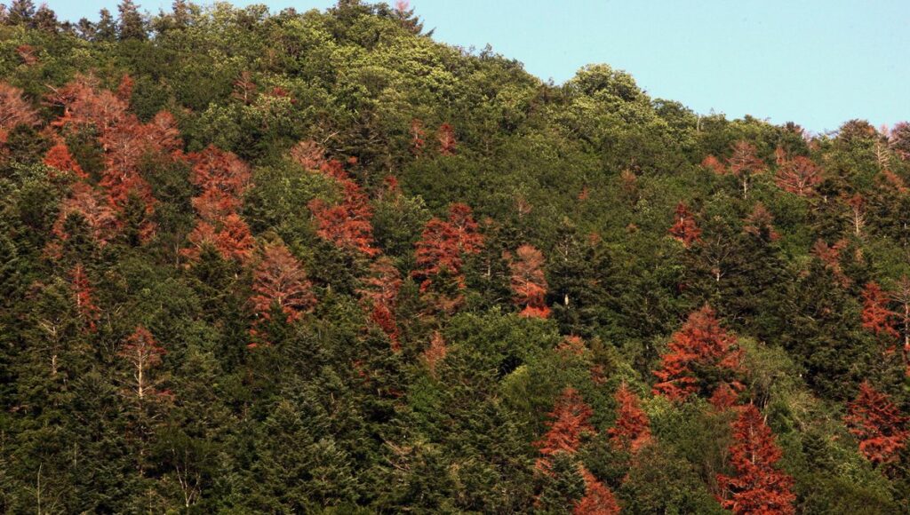 Forêt d’Europe centrale montrant des signes de dépérissement liés au changement climatique.