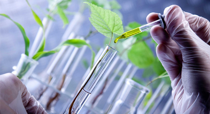 Micro-organismes et plantes utilisés dans la bioremédiation pour dépolluer les sols agricoles.