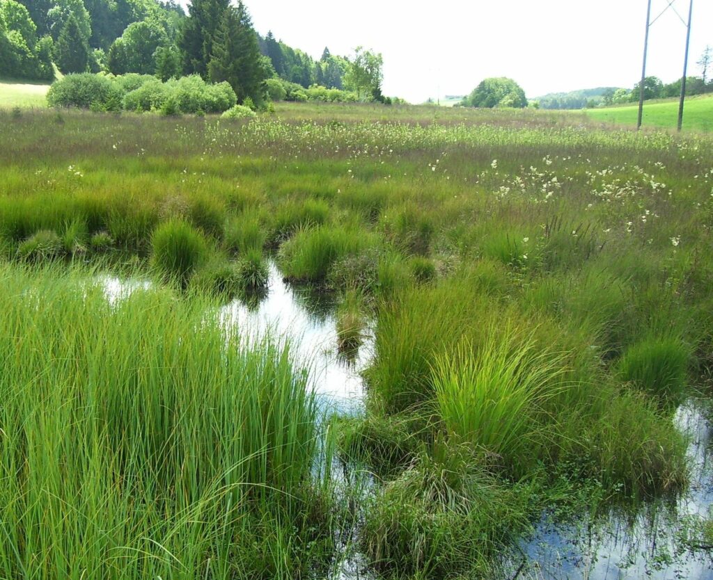 Zone humide en France, montrant des marais et des plantes aquatiques, essentiel pour la biodiversité et la régulation climatique.
