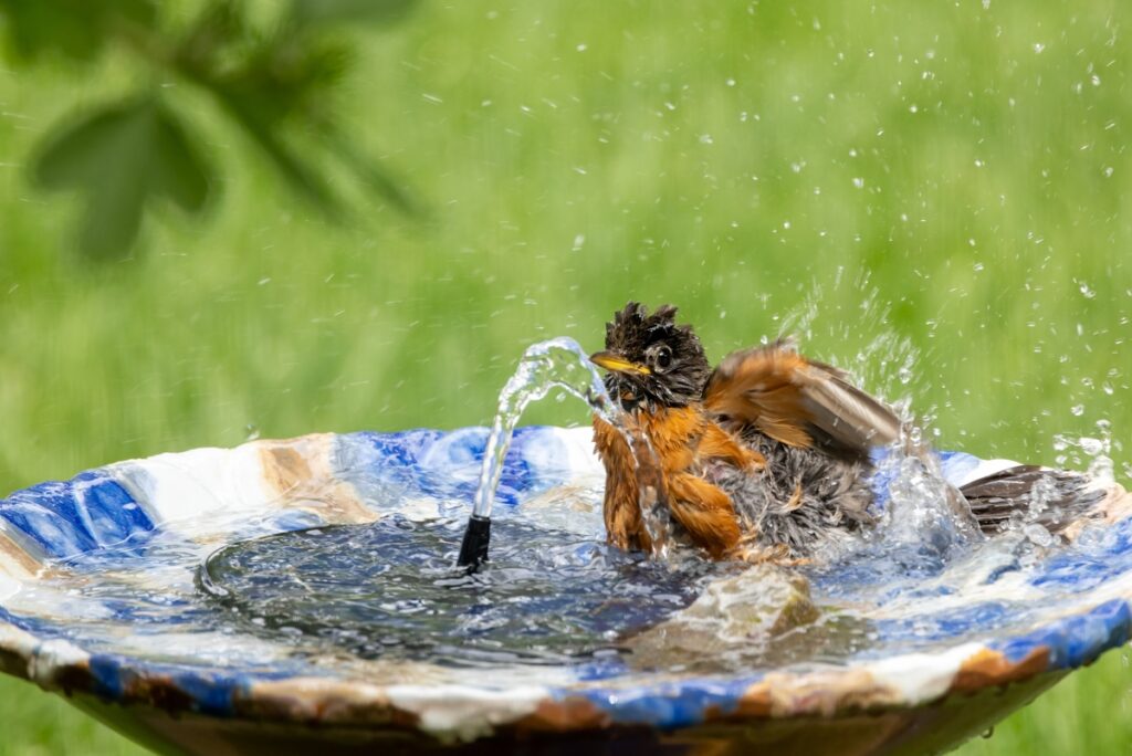 Animaux sauvages en ville pendant une canicule, cherchant des refuges de fraîcheur et de l’eau.
