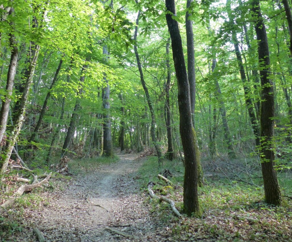 Forêt dense pendant une canicule, réduisant la chaleur et protégeant les habitants urbains des vagues de chaleur.