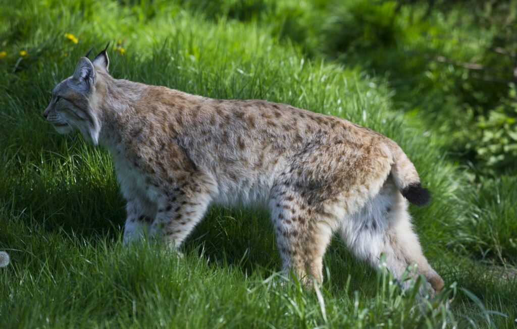 Lynx dans la forêt, symbole de la réussite de la réintroduction et de la conservation des espèces menacées en France.
