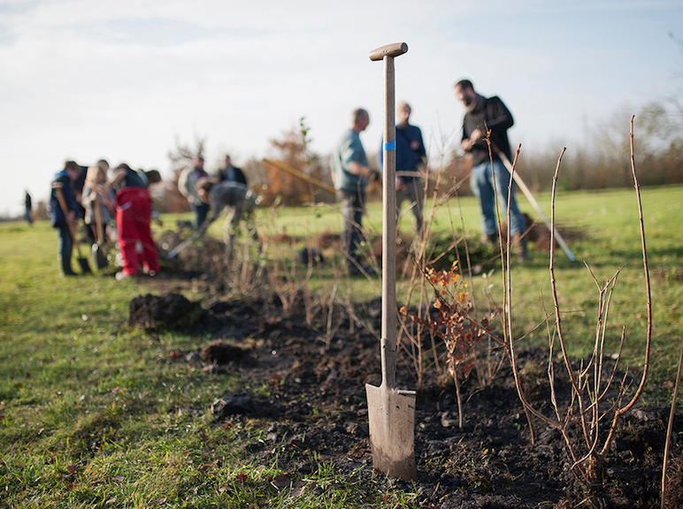 Citoyens plantant des arbres dans le cadre d'un projet de reboisement participatif pour restaurer la biodiversité.