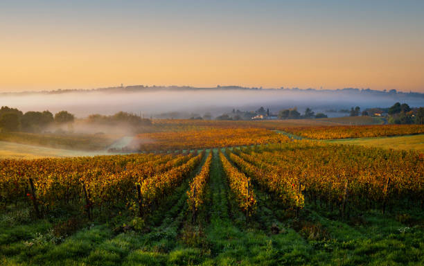 Vignes françaises au lever du soleil