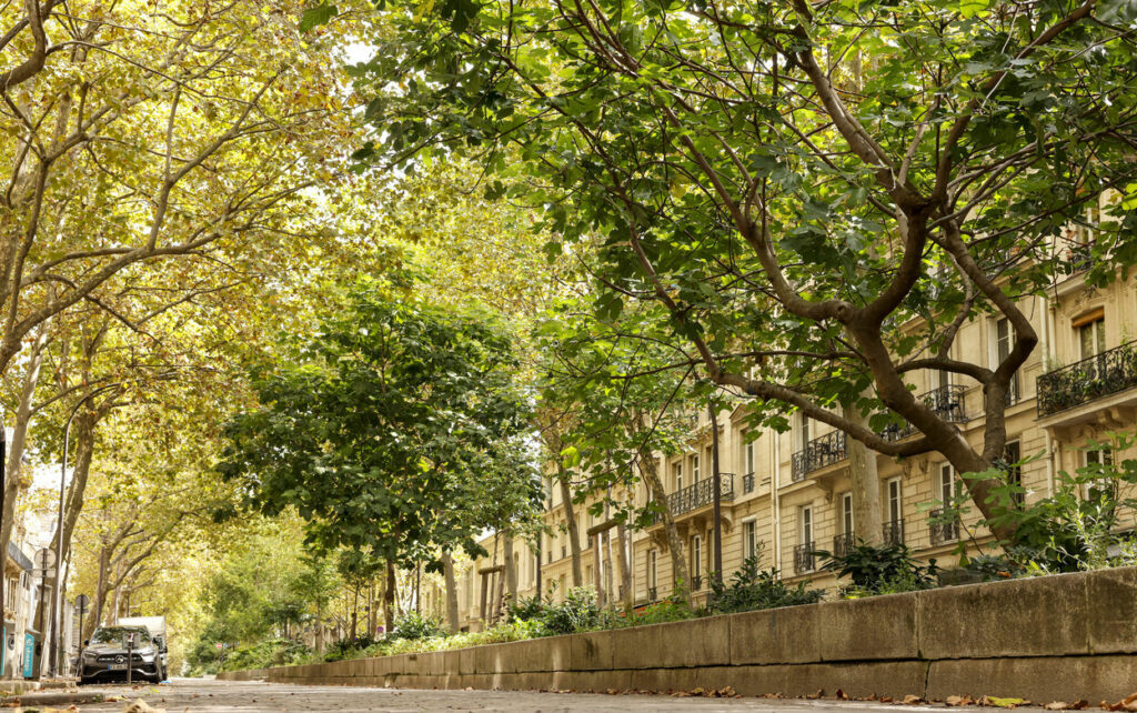 rue ombragée arbres ville