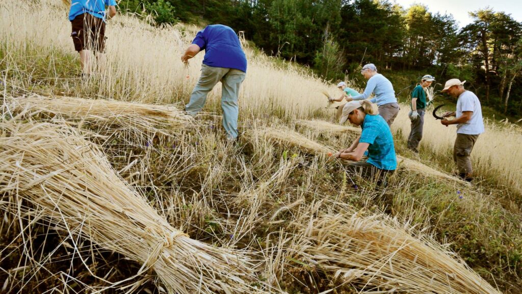 cereales anciennes agriculture