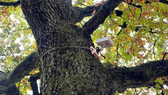 Analyse de feuilles sur un arbre pour analyser la pollution de l'air.