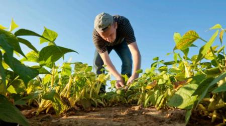 Agriculteur appliquant un biointrant sur une culture