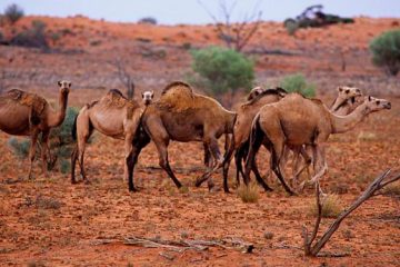 Jusqu’à 10 000 dromadaires sauvages abattus en Australie