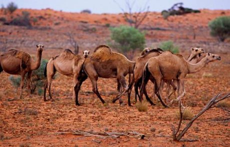 Jusqu’à 10 000 dromadaires sauvages abattus en Australie