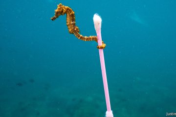 En 2040, la quantité de plastique dans les océans aura triplé