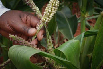 Afrique : une agriculture raisonnée pour éviter les pénuries ?