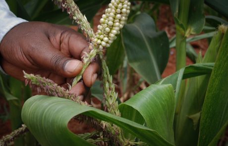 Afrique : une agriculture raisonnée pour éviter les pénuries ?