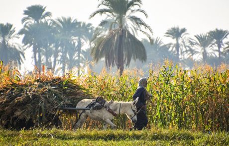 Le Qatar et la Fondation Gates vont dépenser 200 millions de dollars pour une agriculture adaptée au climat