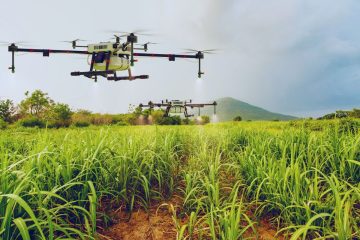 Agriculture de précision : quand l’IA aide à réduire l’usage des pesticides sans perte de rendement