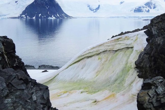 En Antarctique, le changement climatique transforme le paysage passant du blanc au vert