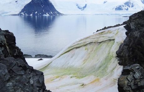 En Antarctique, le changement climatique transforme le paysage passant du blanc au vert