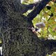 Comment les villes utilisent désormais les arbres comme capteurs de pollution