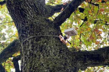 Comment les villes utilisent désormais les arbres comme capteurs de pollution