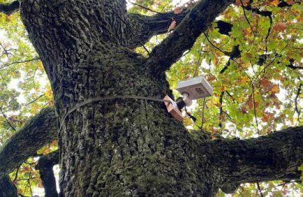 Comment les villes utilisent désormais les arbres comme capteurs de pollution