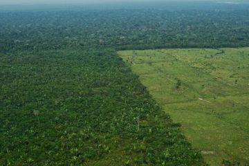 La BNP cessera de financer les entreprises exploitant des terres déboisées en Amazonie