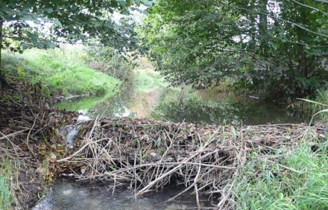 Le castor revient et transforme silencieusement les paysages humides français