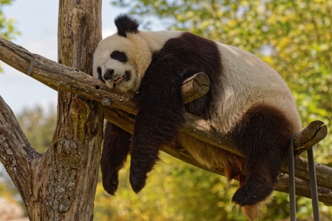 France : une femelle panda en gestation pour la première fois
