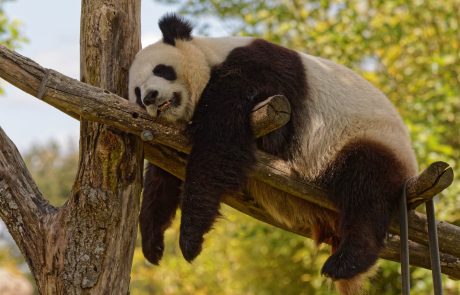 France : une femelle panda en gestation pour la première fois