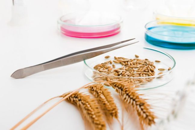 Le Brésil teste du blé génétiquement modifié